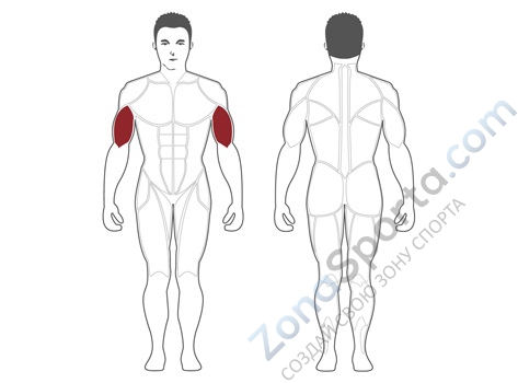Бицепс машина Steel Flex Hope HBC600