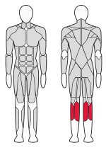 Голень сидя Fitex FTX-82018R