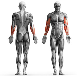 Скамья Скотта Marbo Sport MH-L105 2.0