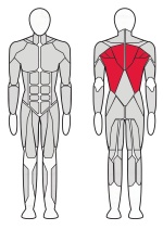 Тренажер Т-образная тяга Fitex FTX-82008 